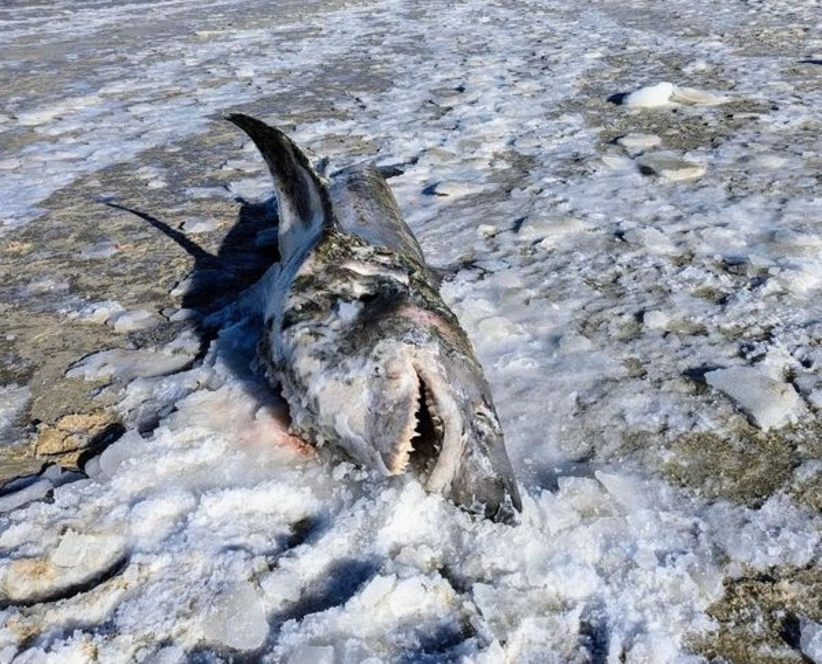 Mystery Of Giant Frozen Shark On Cape Cod Beach Baffles Experts Newsweek